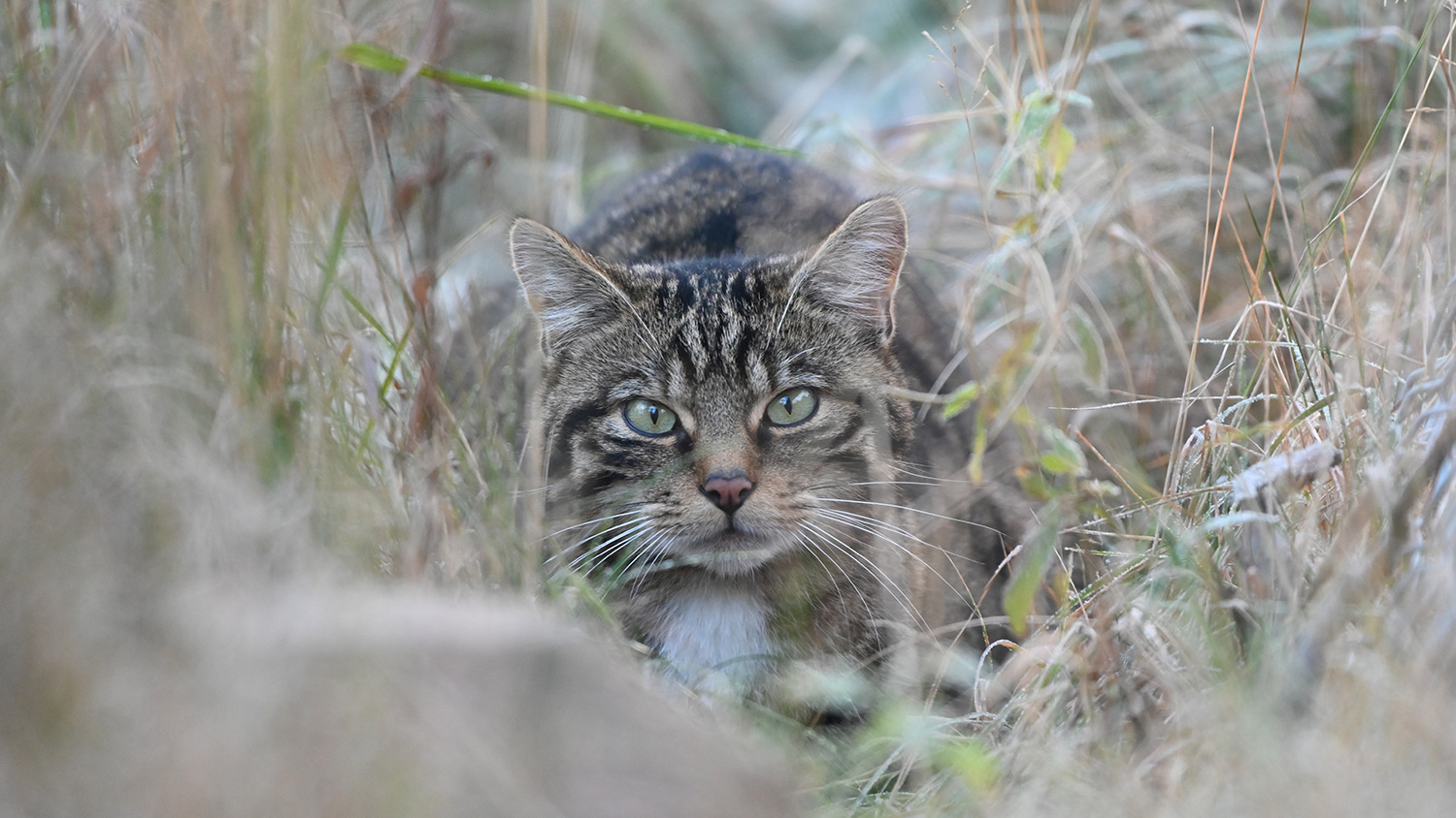Highland Wildcat