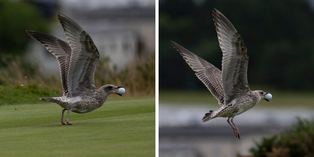 2026 Carnegie Shield Final - seagull makes off with a golf ball